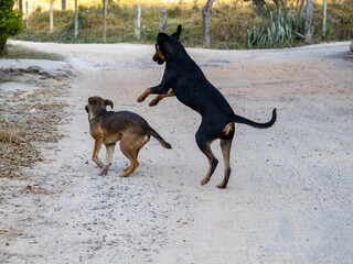 dogs playing