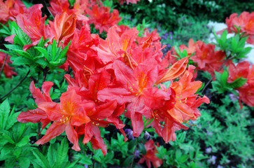 Spring blooming rhododendron flowers in Moscow