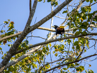 little bird in the tree