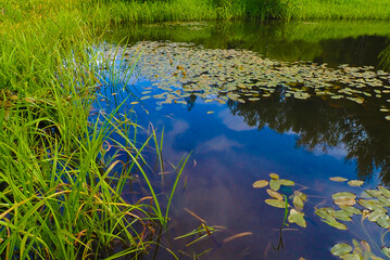 Reflection of the blue sky in the pond.