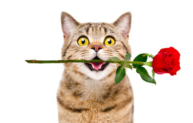 Portrait of a funny cat Scottish Straight with a rose in his mouth isolated on white background