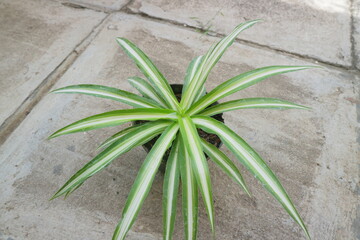 Plant with long, pointed leaves called Dracaena Marginata