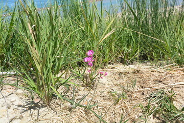 orchidea selvatica