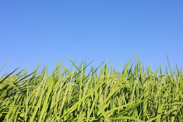 青空と稲穂のある風景
