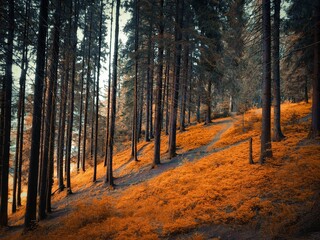 Atmospheric autumn forest in Europe. Yellow and orange leaves on the trees in the morning forest. Beautiful background.