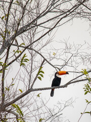 toucan in the tree