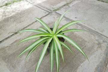 Plant with long, pointed leaves called Dracaena Marginata
