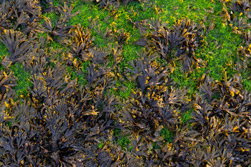 Kelp Laminariales Braunalgen Seegras Zostera grün Wasserpflanze Wattenmeer Nordsee Sylt Nordfriesland Deutschland Strand Ebbe Flut Gezeiten Licht Farbe Nationalpark Welterbe Chlorophyll Hintergrund
