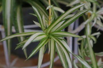 Plant with long, pointed leaves called Dracaena Marginata