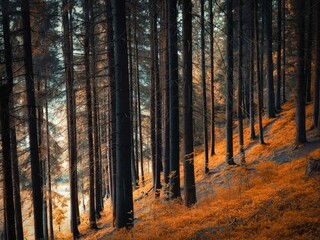 Obraz premium Autumn forest in the morning, a magical place, yellow and orange leaves on the trees. Autumn colors in the park.
