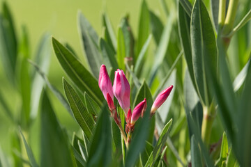 oleander flower among the leaves