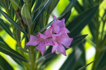 oleander flower among the leaves