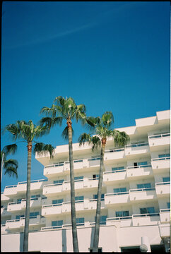 Palm tree white coast building 
