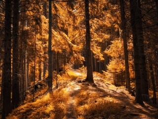 Autumn colors in the forest. Yellow coniferous forests in the morning. Atmospheric landscape for background.