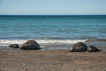 Females elephants seals and babys, Peninsula Valdes, Patagonia, Argentina