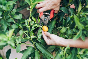woman pruning a kumquat fruit