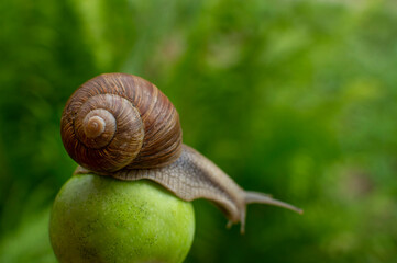 Shell with snail on green background