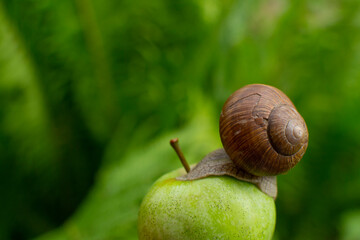 Snail with a beautiful must