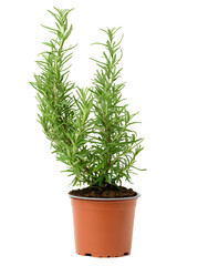 growing rosemary bush in brown plastic pot, spice isolated on white background