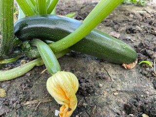 Zucchini Gemüse