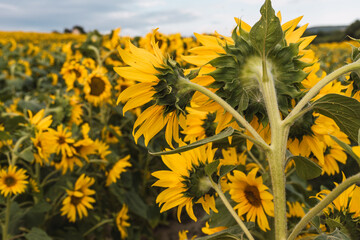Close-up of sunflowers within a wide field
