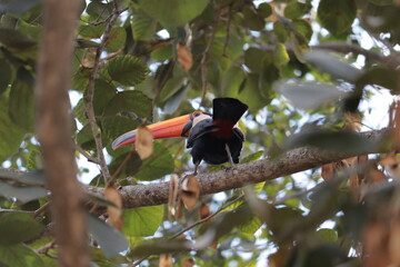 toucan in a tree with green and yellow leaves
