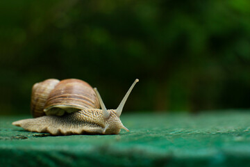 A funny snail walks the plank