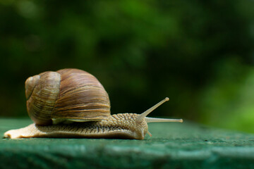 A slow snail walks the green plank
