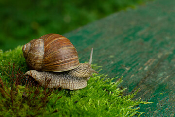 Snail on moss with a beautiful shell