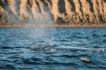 Obraz premium Sohutern right whale whale breathing, Peninsula Valdes, Patagonia,Argentina