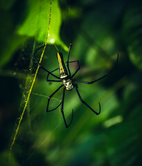 Nephila pilipes, Giant golden orb-web spider in the natural forests of Sri Lanka.