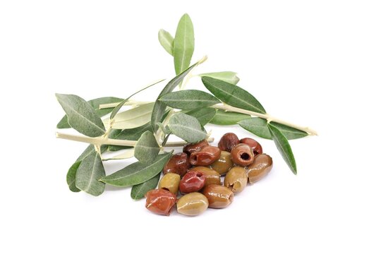 Cailletier, also known as Taggiasca olives, with leaves on white background