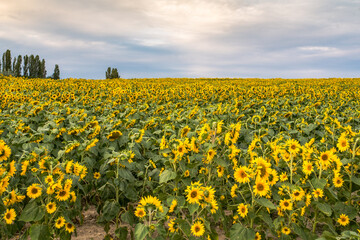 Fototapeta premium Sunflower field as far as the eye can see