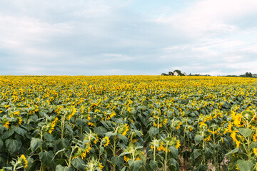 Fototapeta premium Sunflower field as far as the eye can see
