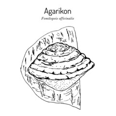 Agarikon, or quinine conk fungus Fomitopsis or Laricifomes officinalis , medicinal mushroom - obrazy, fototapety, plakaty