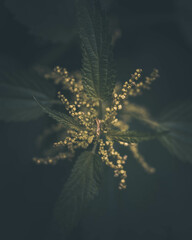 macro shot of a flower in Paris during summer