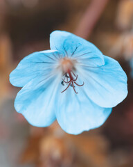 macro shot of a flower in Paris during summer