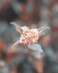 macro shot of a flower in Paris during summer