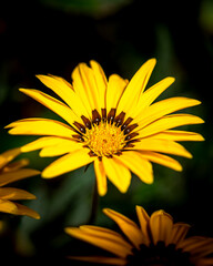 Beautiful yellow flower on dark background