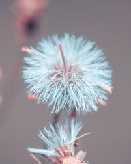 macro shot of a flower in Paris during summer