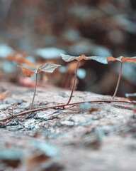 macro shot of a flower in Paris during summer