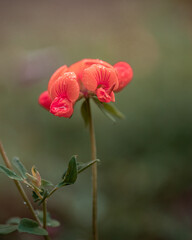 macro shot of a flower in Paris during summer