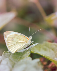 macro shot of a flower in Paris during summer