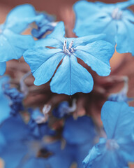 macro shot of a flower in Paris during summer