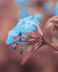 macro shot of a flower in Paris during summer