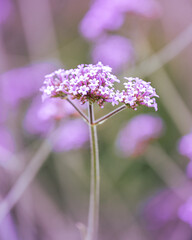 macro shot of a flower in Paris during summer