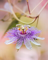 macro shot of a flower in Paris during summer
