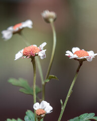 macro shot of a flower in Paris during summer