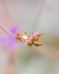 macro shot of a flower in Paris during summer