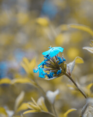 macro shot of a flower in Paris during summer